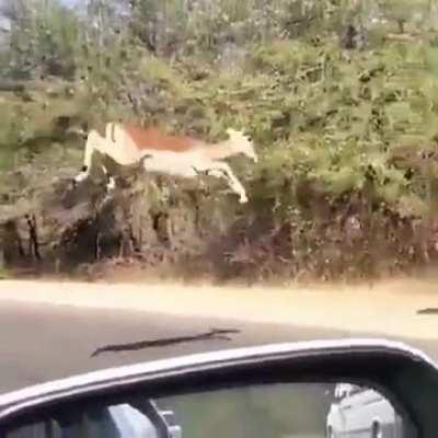 🔥 Gazelles Are Being Chased By A Cheetah Across Road