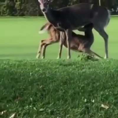 Everything is normal at the golf field