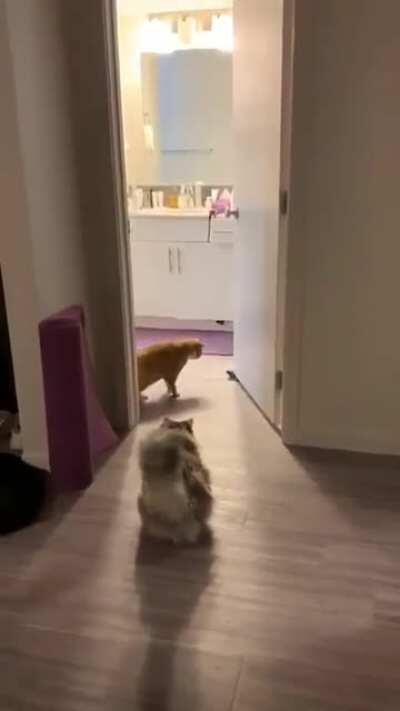 Scary moment of 2 cats