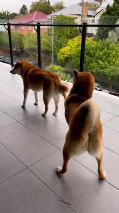 SHIB meets Dogecoin for the first time.