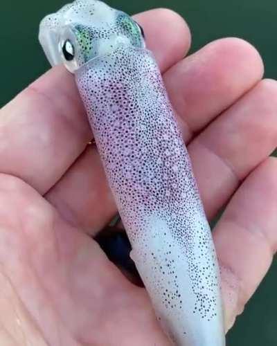 Chromatophores in squid.