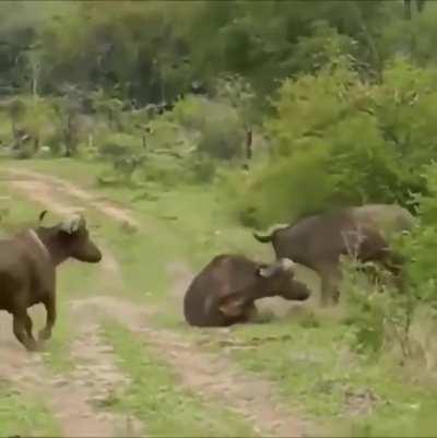 🔥 This is why the Water Buffalo is one of the most dangerous animals in Africa...