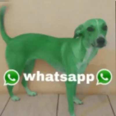 Perro Whatsapp 🤑