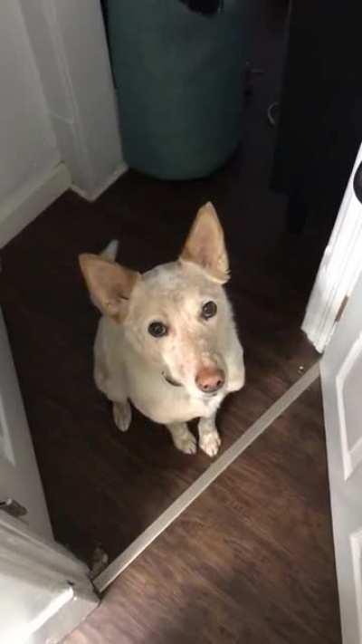 Doggo's polite and subtle implication that he is interested in going for a walk