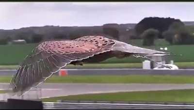 Kestrel in hunting mode