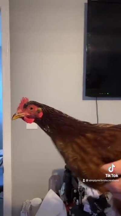 Chickens can keep their head stable while their whole body is being moved around