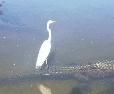 🔥 This white egret taking a: 'slow ride, take it easy' 🔥