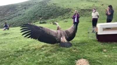 This Griffon Vulture with a massive wingspan being released into the wild.