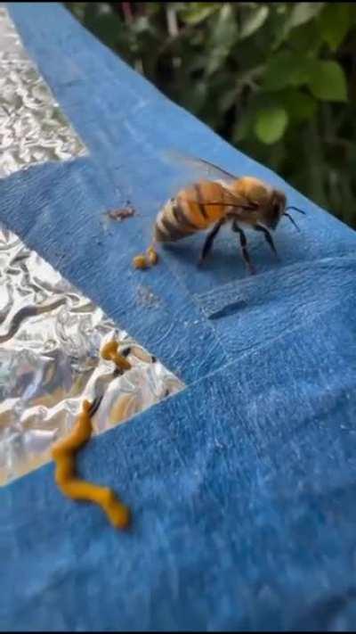 Ok, but have you ever seen a bee poop?