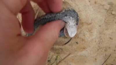 Eastern Hognose plays dead