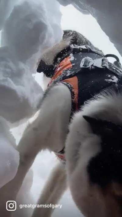 Avalanche rescue dog vs Avalanche rescue cat