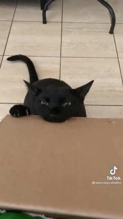 Zorro the cat doing one of his favorite things, biting into a cardboard box