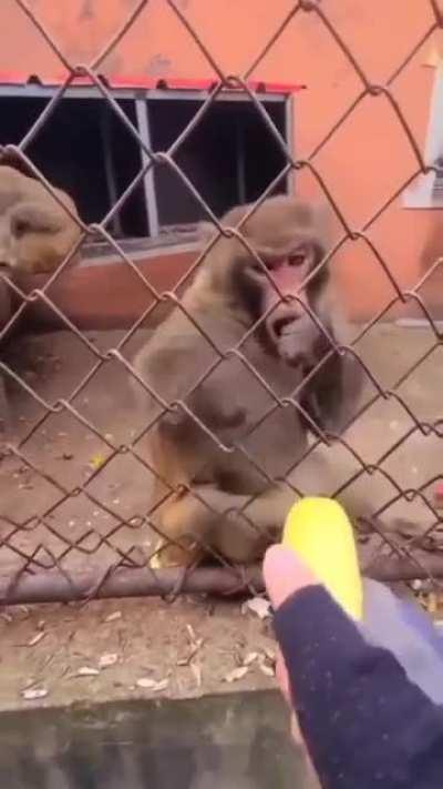 You ever see a monkey throw a tantrum?