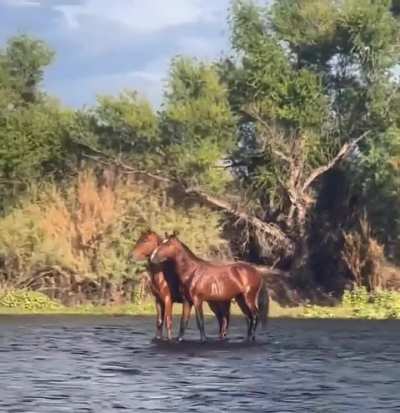 Horses floating down a river.