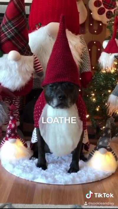 Grinch pup rating past Christmas outfits