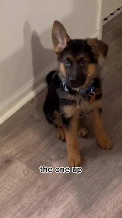 German shepherd ear stages