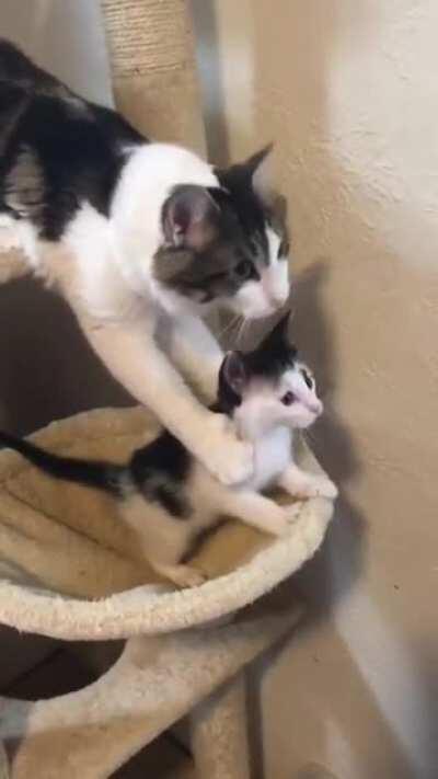 Cat stops her baby from falling