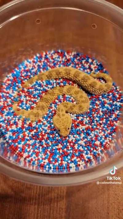 Sand Viper Snek Getting Cozy In Some Sprinkles