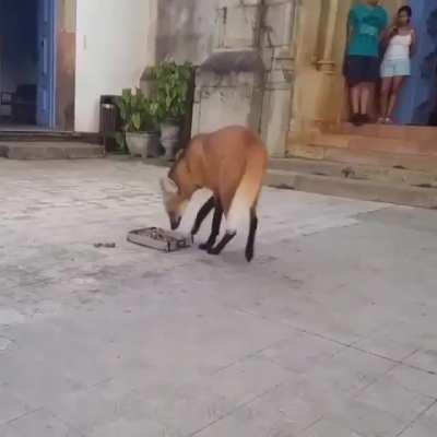 This is neither a fox, dog or wolf. It is a Maned Wolf, and is the only species in its genus - Chrysocyon