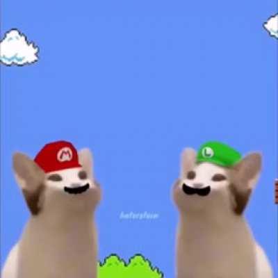 Mario and Luigi talking would be like if their cats