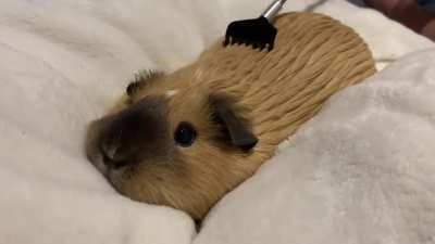 Guinea pig getting cozy enjoying the back scratcher