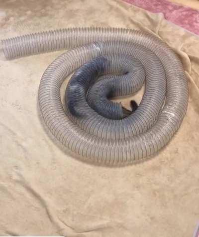 A parasitic round worm wriggling around after removal