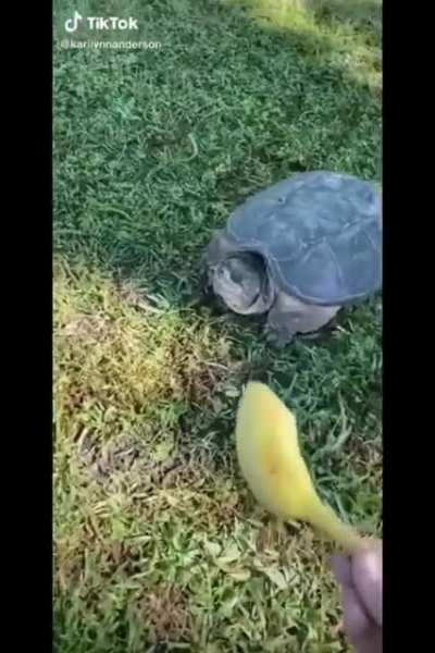 Turtle