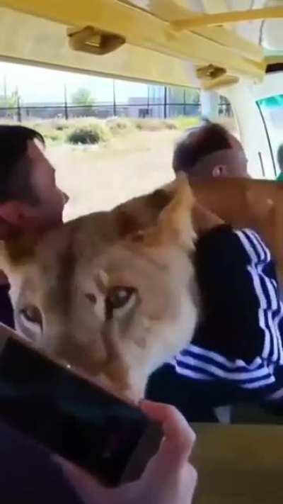 big lioness wants some pets