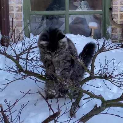 Merlin’s First Snow [OC]