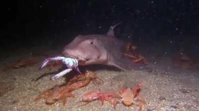 Horn shark trying to eat a crab while surrounded by curious tuna crabs