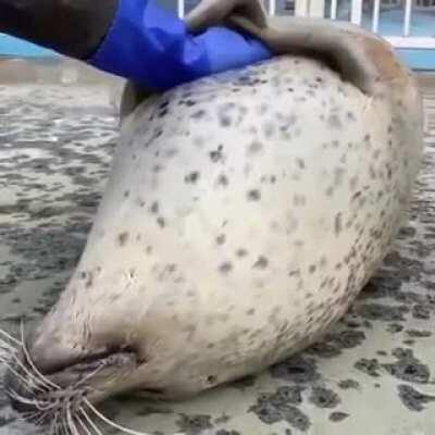 Seals are surprisingly chubby