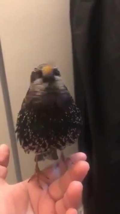 Vocal mimicry is reasonably common in birds, but European starlings are particularly gifted mimics. As this clip shows. Just incredible.