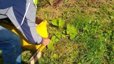 How to catch a swarm of bees!