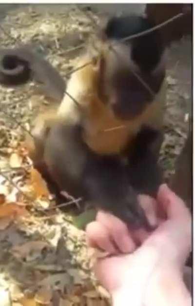 Monkey teaching human to crush leaves