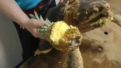 Pineapple vs. Alligator Snapping Turtle