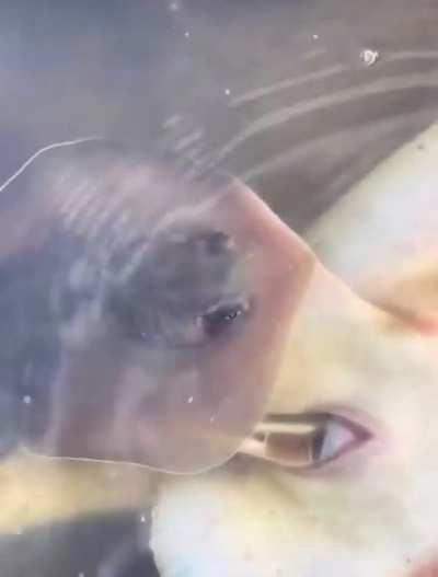 “You ever seen that before?”: Witnessing A Stingray Give Birth