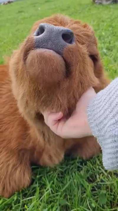 Cute Baby Highland Cow