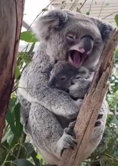 Koala hugging its baby to sleep.