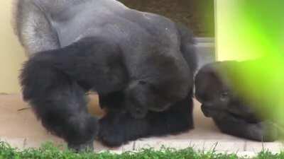 Shabani the silverback and his son, calmly observing a caterpillar