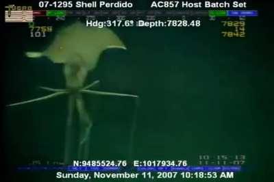 A rare footage of a ocean alien, i mean, a super rare magnapinna squid, it's just insane