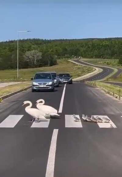 Swan family crossing the road