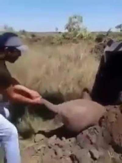 This massive armadillo that was dug up