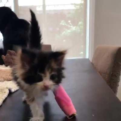 Tiny kitten in a tiny cast