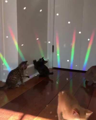 Caturday Night Fever