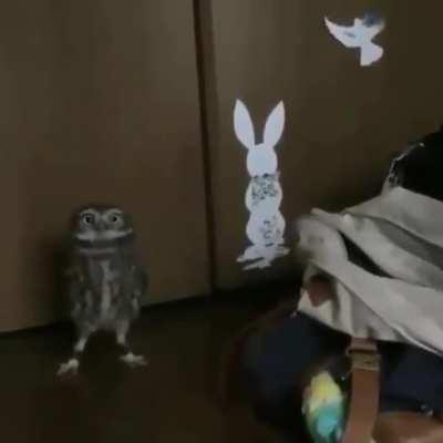 This owl knows how to make an entrance