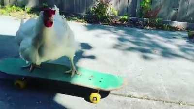 Chicken trusts her human friend enough to give skateboarding a try