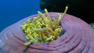 🔥 Clownfish playing in Anemones 🔥