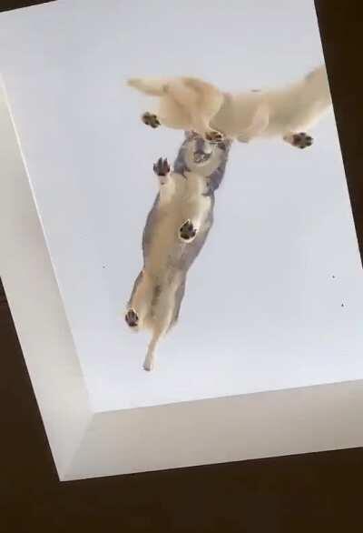 Extremely rare Roof Huskies spotted on the skylight.