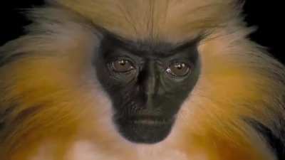 Gee’s golden langur. Researchers have said that this monkey works hard to avoid human interactions, making them extremely difficult to observe in the wild