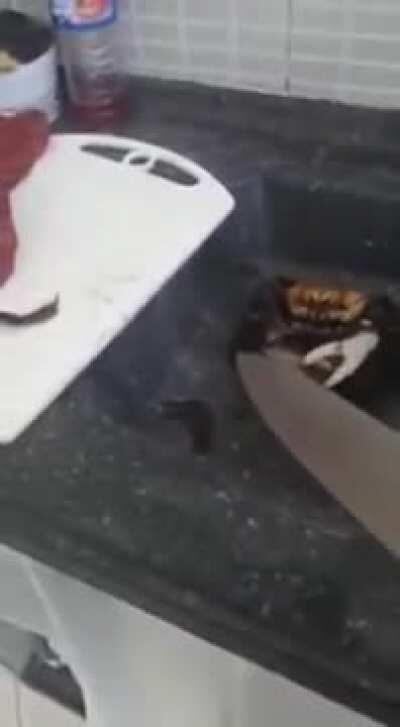 A Crab Refuses to be Cooked and Knife Fights with the Cook